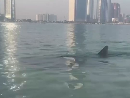 Whale shark spotted near the Abu Dhabi Corniche