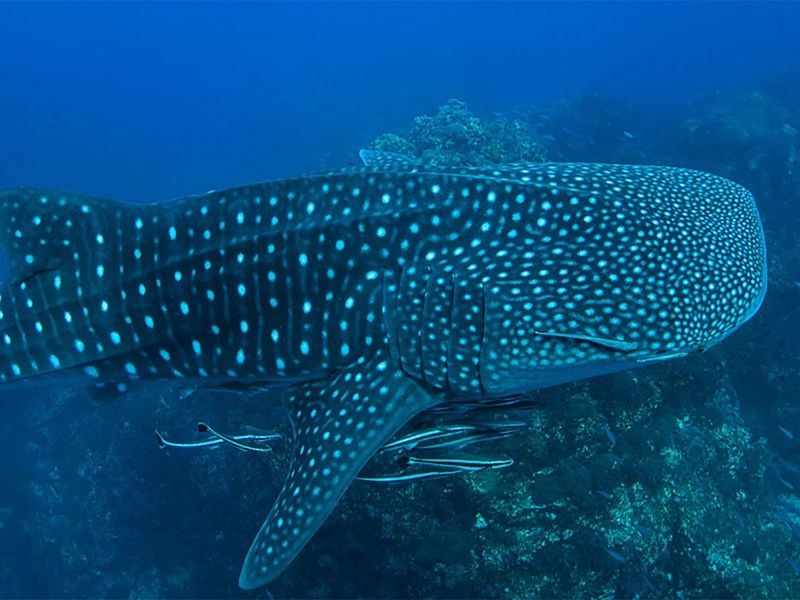 Whale sharks have a distinctive pattern of white spots that can be used to identify the individual, much like a human fingerprint