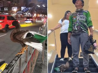 Video: Philippines’ food delivery duck goes viral