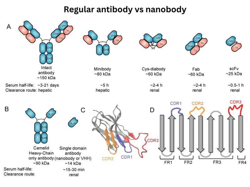 Human and camelid antibody fragments