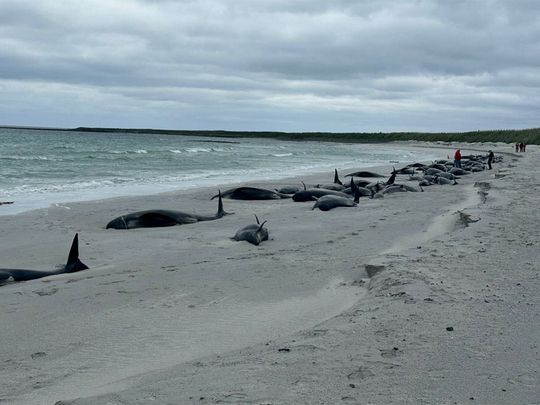 Mass stranding: 77 whales wash ashore in Scotland's Orkney archipelago