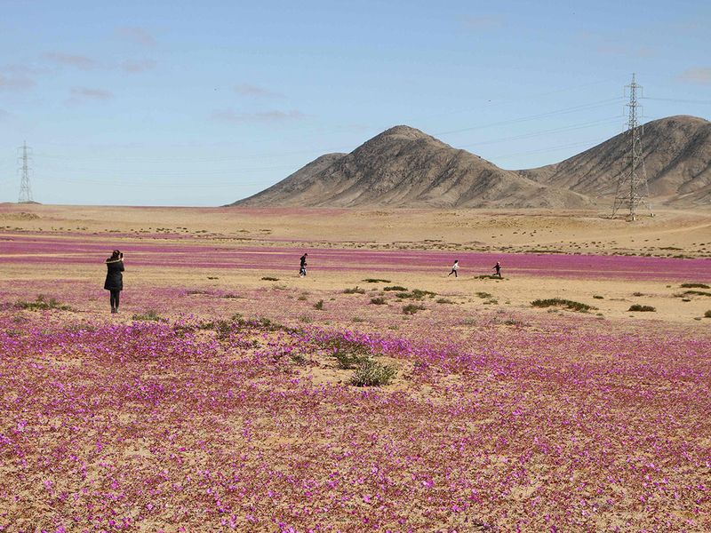 Atacama Desert gallery