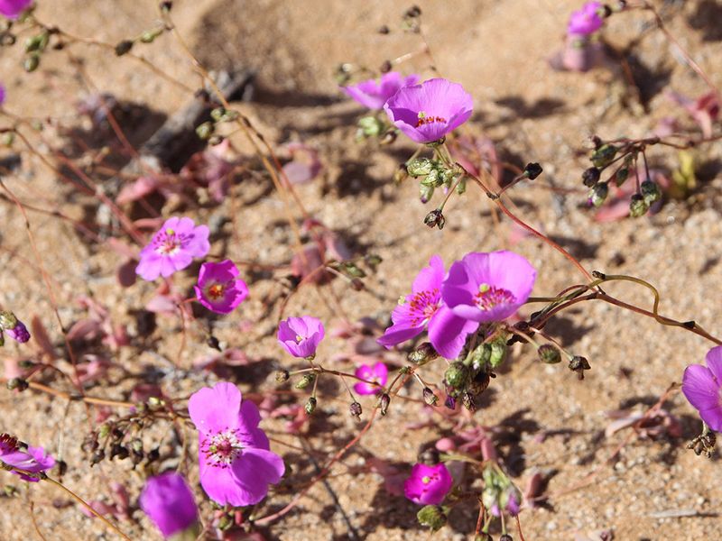 Atacama Desert gallery