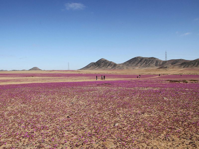 Atacama Desert gallery