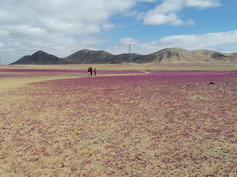 Atacama Desert gallery