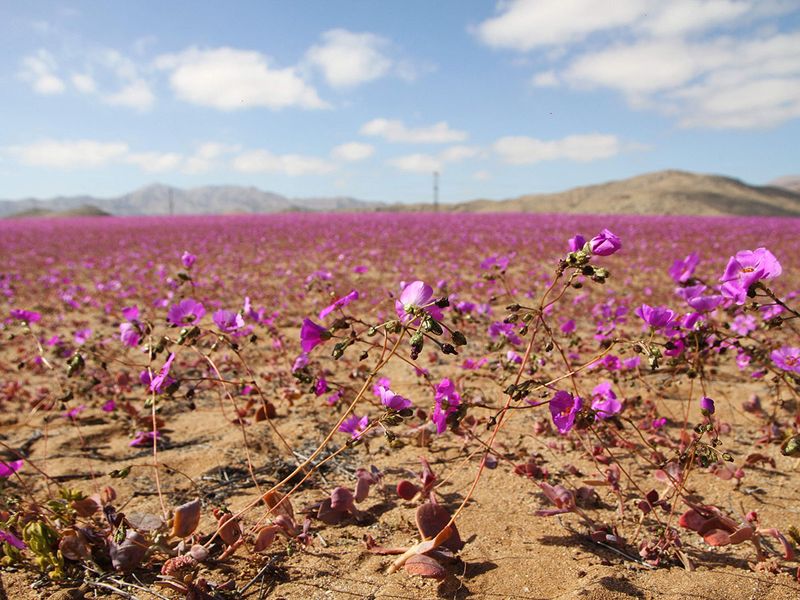 Atacama Desert gallery