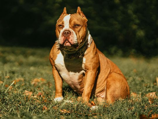 XL American bully dog 