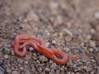 New snake species discovered in Saudi Arabia's AlUla