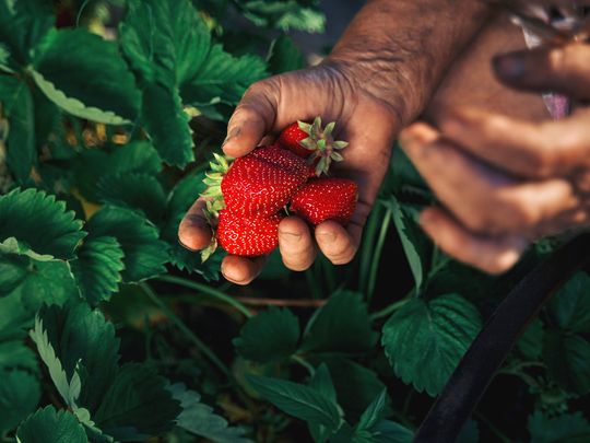 Stock Strawberry farms