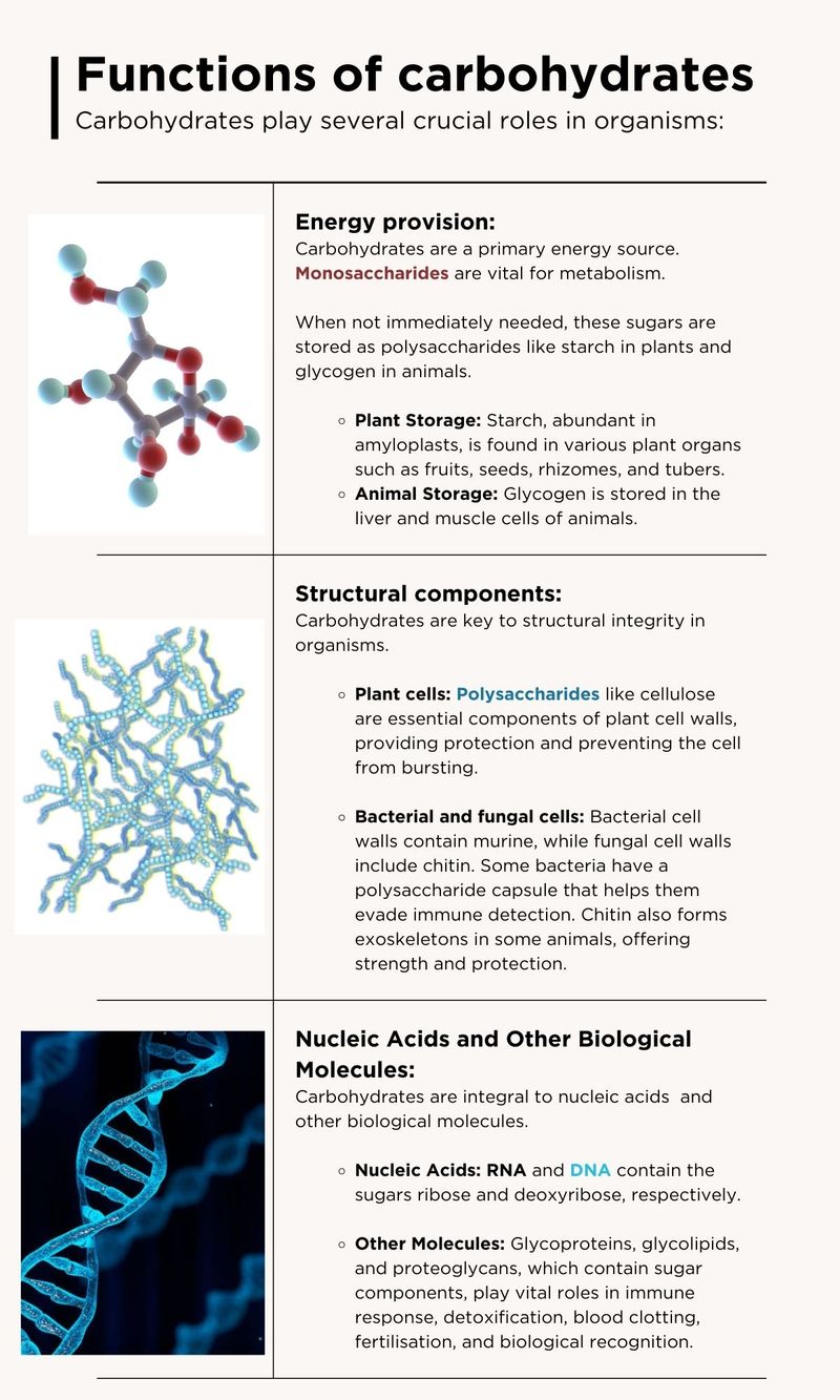 Functions of carbohydrates