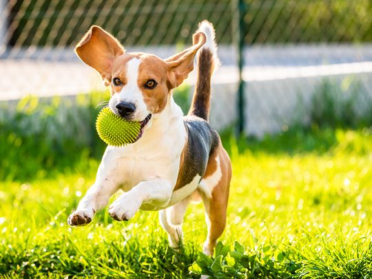 Stock of dog playing