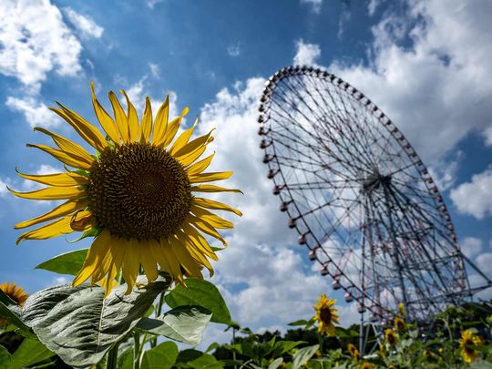 Diamond and Flower Ferris Wheel at Kasai Rinkai Park in Tokyo