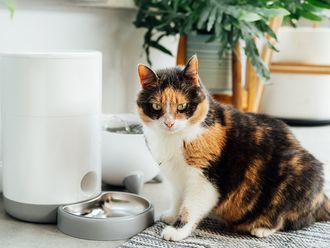 7 best tech to keep pets safe, fed and happy, in UAE