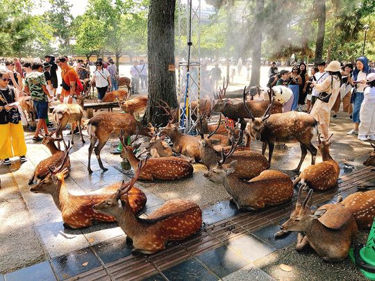 Deer in Nara, Japan