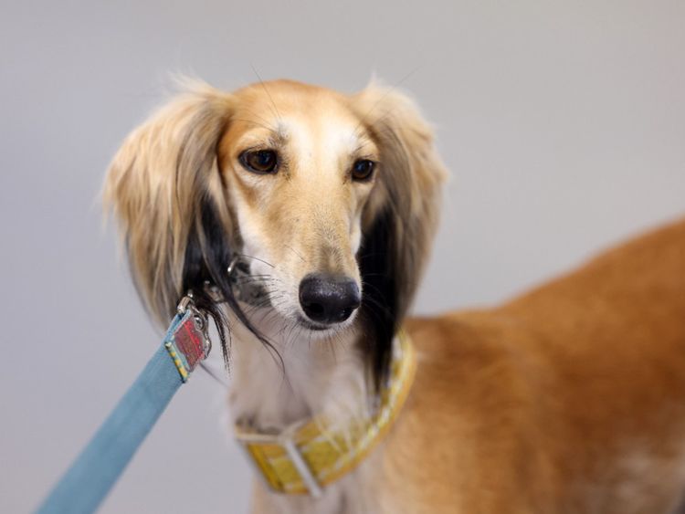 Saluki competition-1724482663141