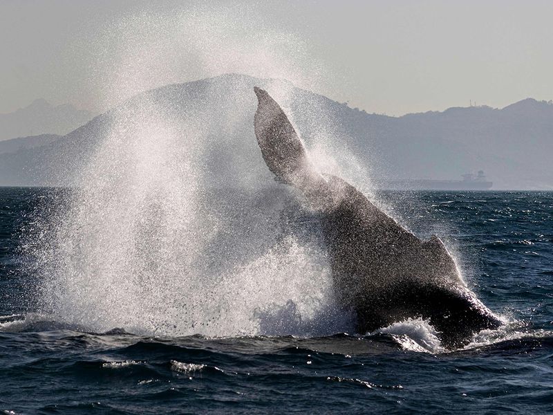 humpback whale