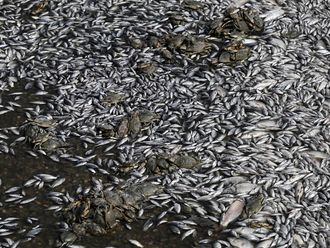 Look: Greek port grapples with flood of dead fish