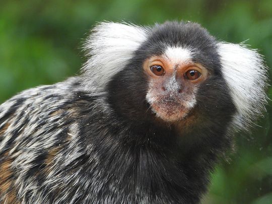 Marmosets are relatively distant relatives of humans.