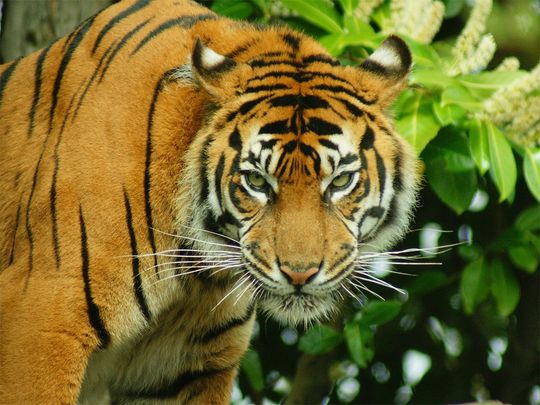 STOCK Sumatran Tiger