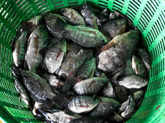 Blackchin tilapia fish