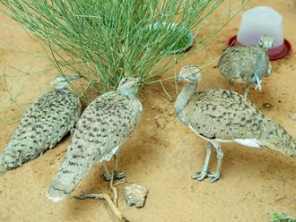 HOUBARA1-1725775739731