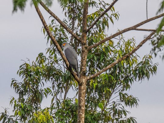 New Britain Goshawk 