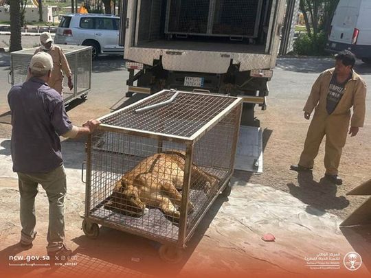 Caged lion Saudi Arabia