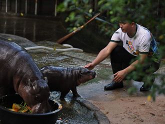 Endangered pygmy hippo goes viral from Thai zoo