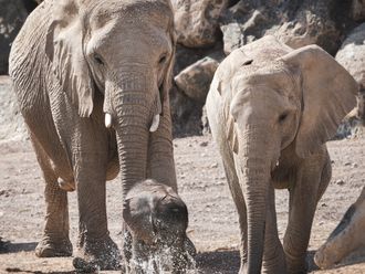 Sharjah Safari reopens on September 23. What to expect