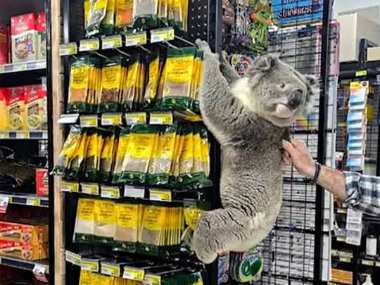 Eats, shops and leaves: Koala ambles through Australian supermarket