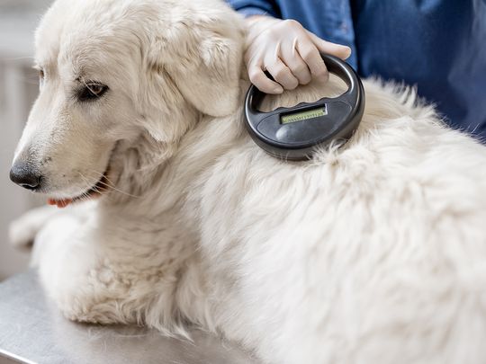 Pet dog microchip