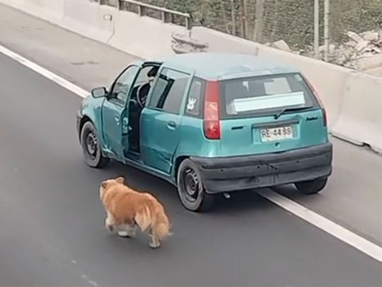 Chilean drivers rescue lost dog on highway