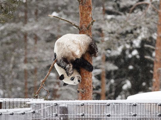 Jin Bao Bao (Lumi, Snow in Finnish) and Hua Bao (Pyry, Blizzard in Finnish)