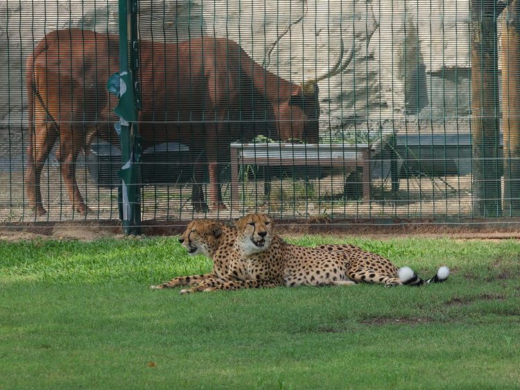 Dubai Safari Park opens for this season - all you need to know | Things ...