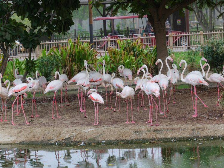 Dubai Safari Park