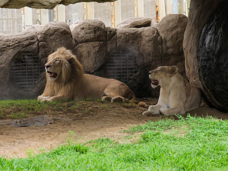 Dubai Safari Park