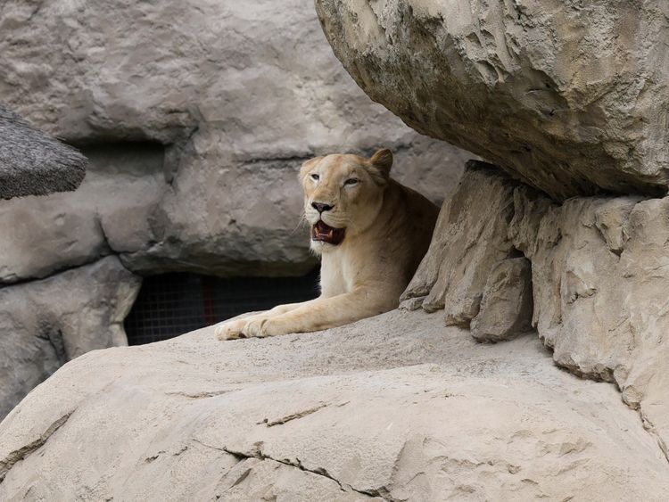 Dubai Safari Park