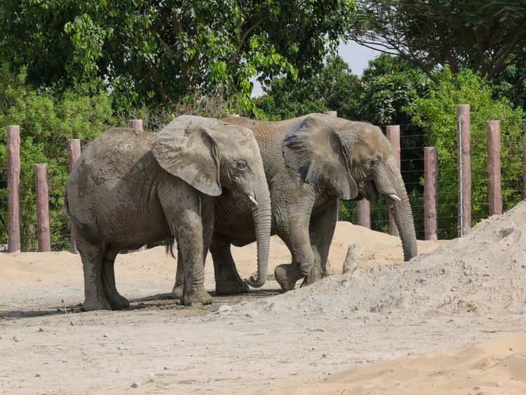 Dubai Safari Park