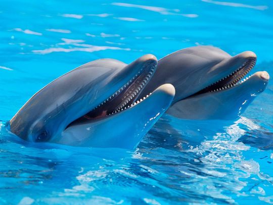 Dolphins flash friendly grins when they're ready to play