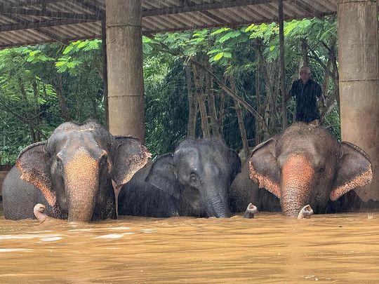 Elephants