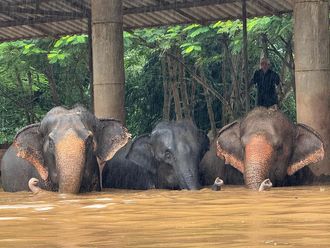 Elephants