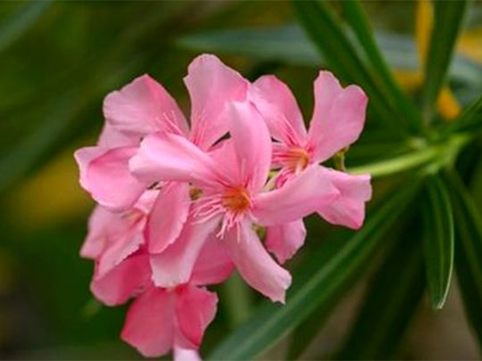 Oleander flower