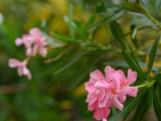 abu-dhabi-bans-oleander-flower-pic-on-wam-1728471551198