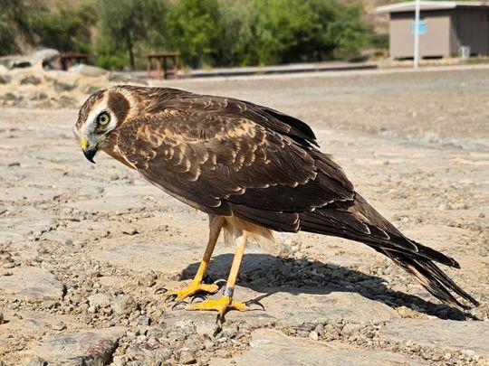 pallid-harrier-bird-2-1729934020240