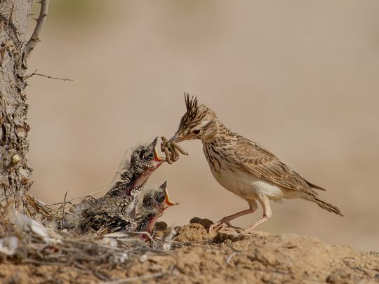 Birds refuse to perform on cue for a picture, says Salma