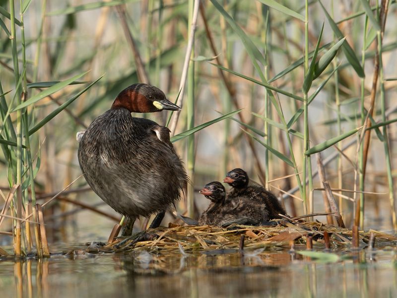 Salma’s work has been compiled in her book, ‘Common Birds and their Nests in the United Arab Emirates’