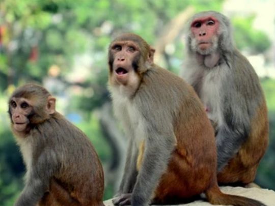 US town on alert after 43 monkeys escape research facility