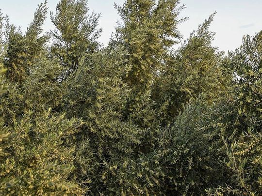 Centuries-old tree in Tabuk 