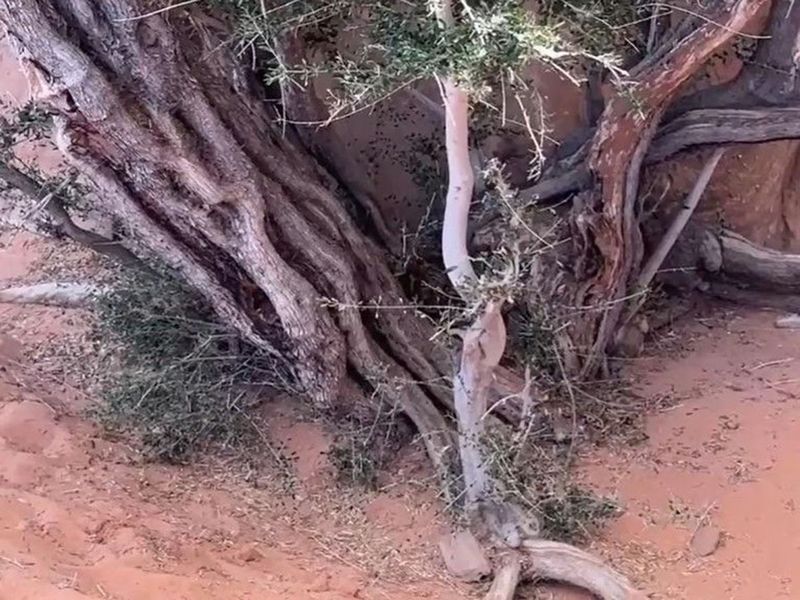 Centuries-old tree in Tabuk 