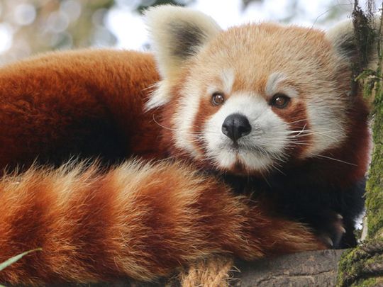 Red Panda - Darjeeling Zoo